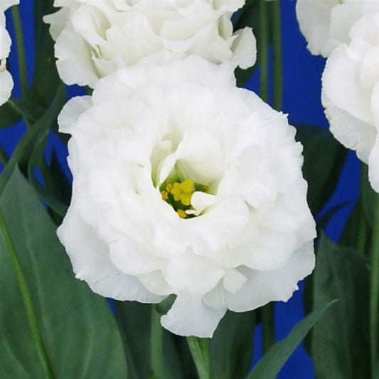 Cut Flower Seeds Lisianthus Seeds Celeb 2 Milky 25 Pelleted Seeds