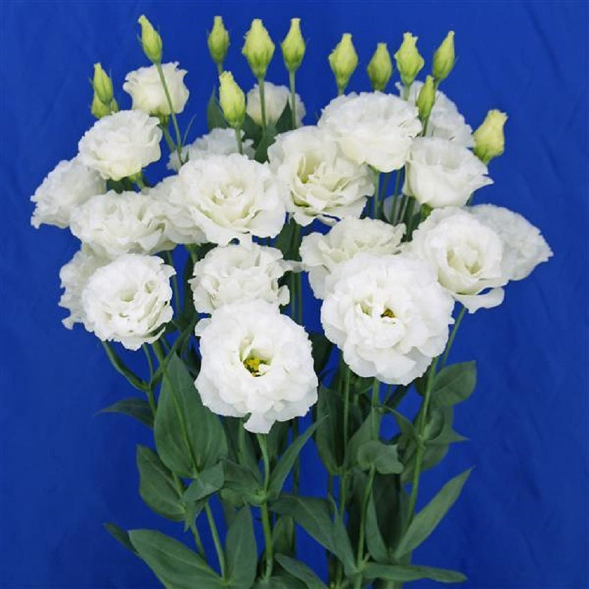 Cut Flower Seeds Lisianthus Seeds Celeb 2 Milky 25 Pelleted Seeds