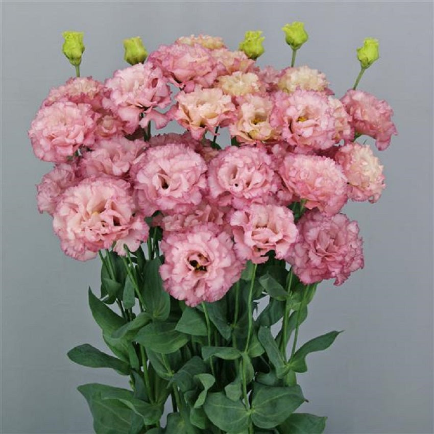 thumbnail image 2 of Petunia Seeds – Shock Wave Pink Vein – 25 Pelleted Seeds – Garden Starts – Full Sun 2 of 6