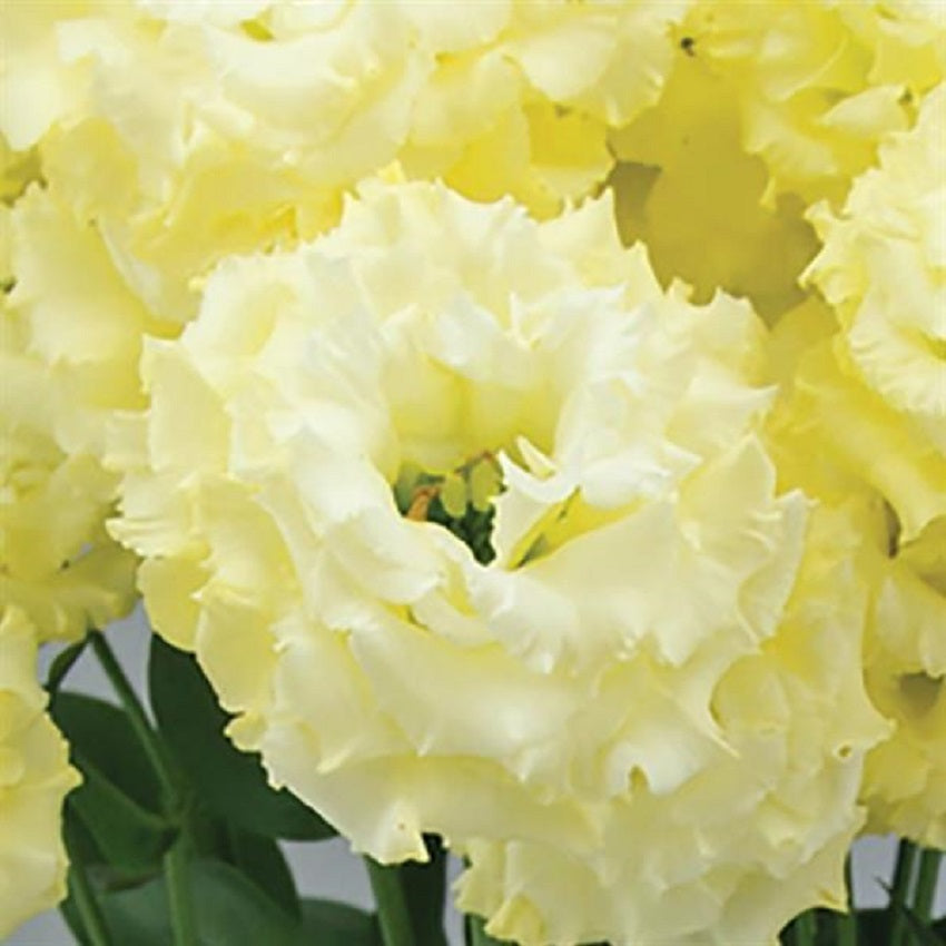 Flower Seeds Lisianthus Seeds Celeb 2 Yellow 25 Pelleted Seeds Cut Flower