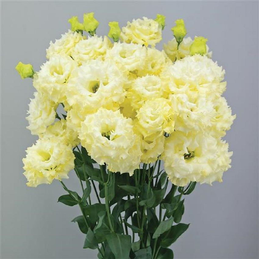 Flower Seeds Lisianthus Seeds Celeb 2 Yellow 25 Pelleted Seeds Cut Flower