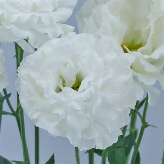 Flower Seeds Lisianthus Seeds Celeb Vanilla 25 Pelleted Seeds Cut Flower
