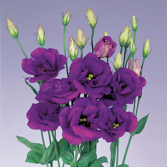 Lisianthus Seeds Echo Blue 25 thru 250 Pelleted Seeds Cut Flower Seeds