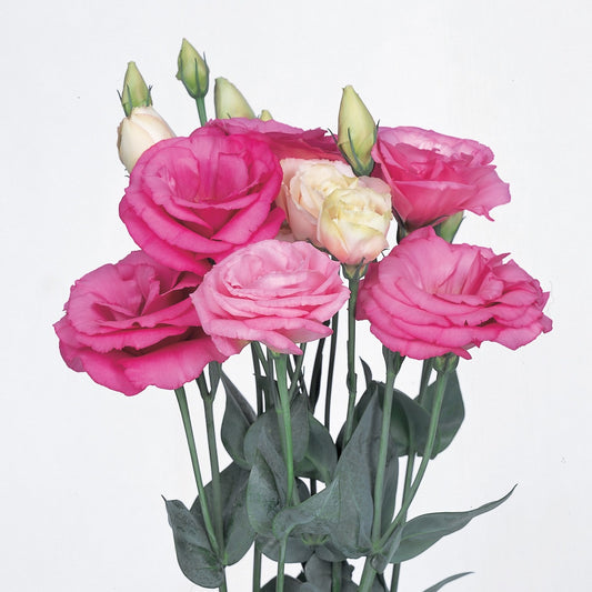 Flower Seeds Lisianthus Excalibur Rose Pink 50 Pelleted Lisianthus Seeds