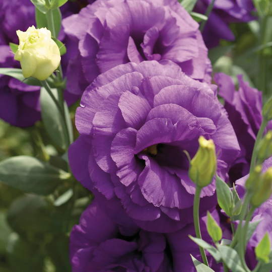 Lisianthus Seeds Mariachi Blue 250 Pelleted Seeds