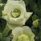 Lisianthus Seeds Mariachi Lime Green 250 Pelleted Seeds