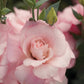 Lisianthus Seeds Mariachi Pink 250 Pelleted Seeds