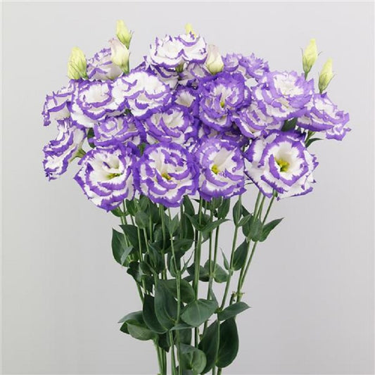 Lisianthus Seeds Megalo Boy 25 Pelleted Seeds Cut Flower Seeds