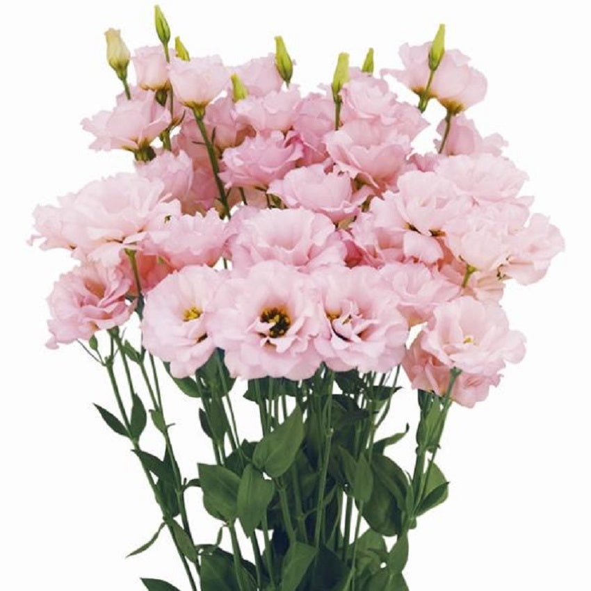 Lisianthus Seeds Megalo Cherry 25 Pelleted Seeds Cut Flower Seeds