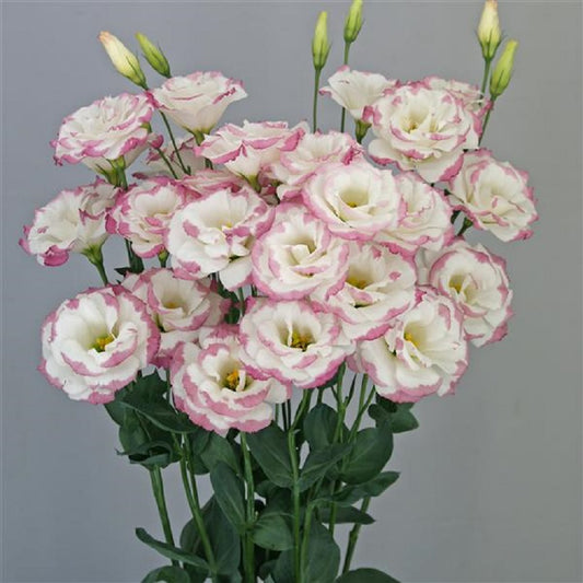 Lisianthus Seeds Megalo Pink Edge 25 Pelleted Seeds Cut Flower Seeds