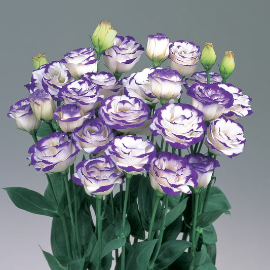flower seeds lisianthus seeds Lisianthus Seeds