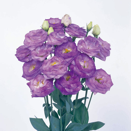 Cut Flower Seeds Lisianthus Rosita Blue Flash 25 thru 100 Pelleted Seeds