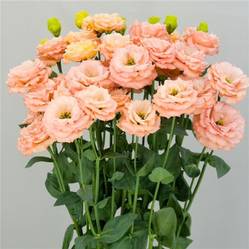 Cut Flower Seeds Lisianthus Seeds Sabrina 1 Orange 25 Pelleted Seeds