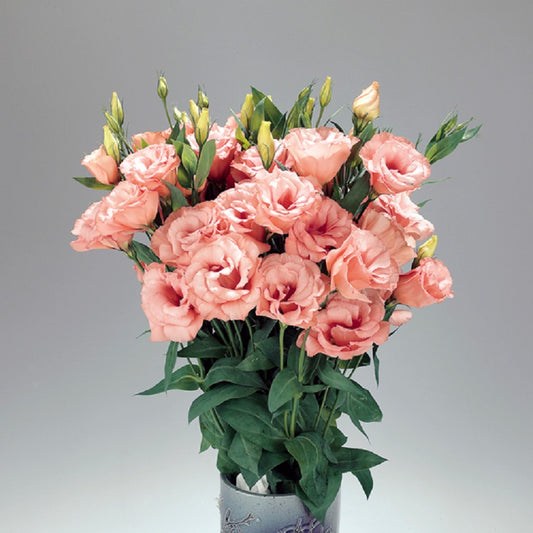 25 Pelleted Lisianthus Seeds Super Magic Apricot