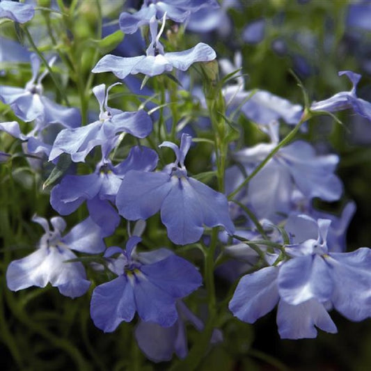 Trailing Lobelia Seeds Palace Blue Sky 25 thru 500 Multi Pelleted Seeds