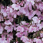 200 Lobelia Seeds Regatta Lilac Seeds Trailing Lobelia NON PELLETED