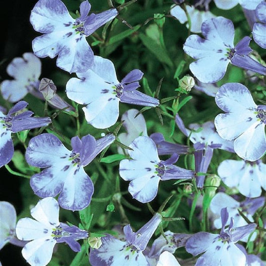 Lobelia Seeds Riviera Blue Splash 25 thru 1,000 Multi Pelleted Seeds