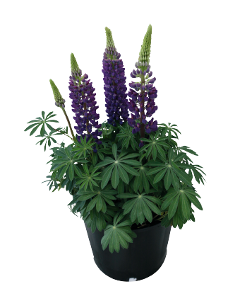 Lupine Seeds Lupini Blue 25 Seeds Perennial Seeds