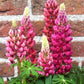 Lupine Seeds Lupini Red 25 Seeds Perennial Seeds