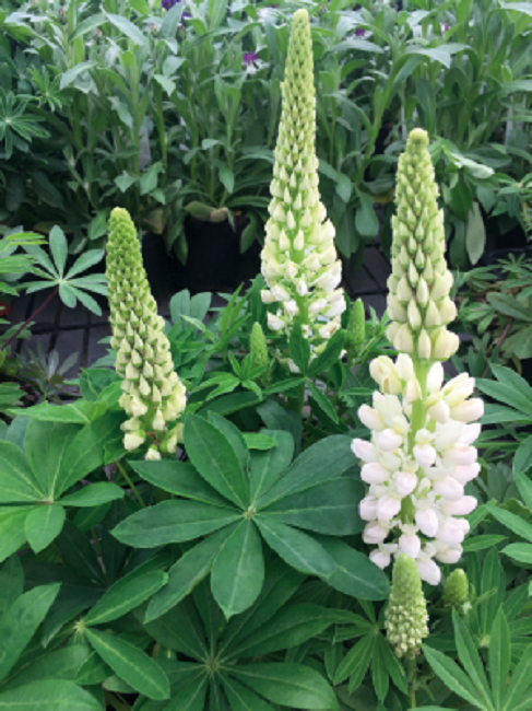 Lupine Seeds Lupini White 25 Seeds Perennial Seeds