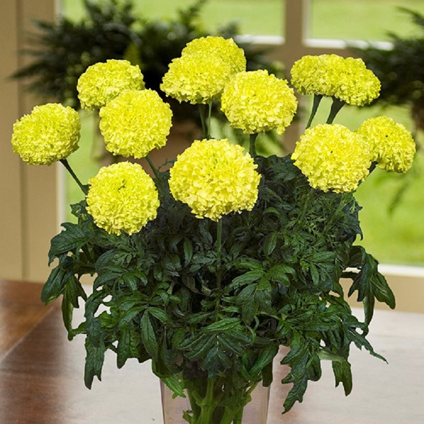 green marigold seeds 25 thru 100 Marigold Seeds African Marigold Nosento Limegreen