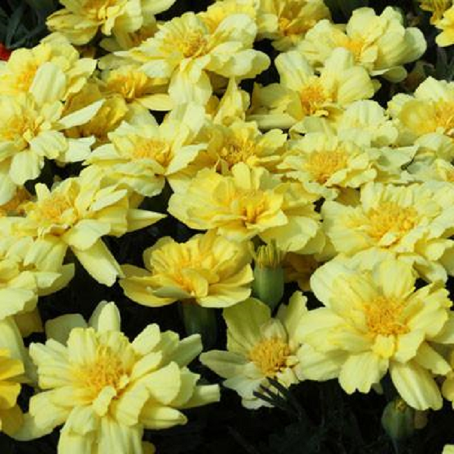 100 Marigold Seeds Alumia Vanilla Cream Marigold