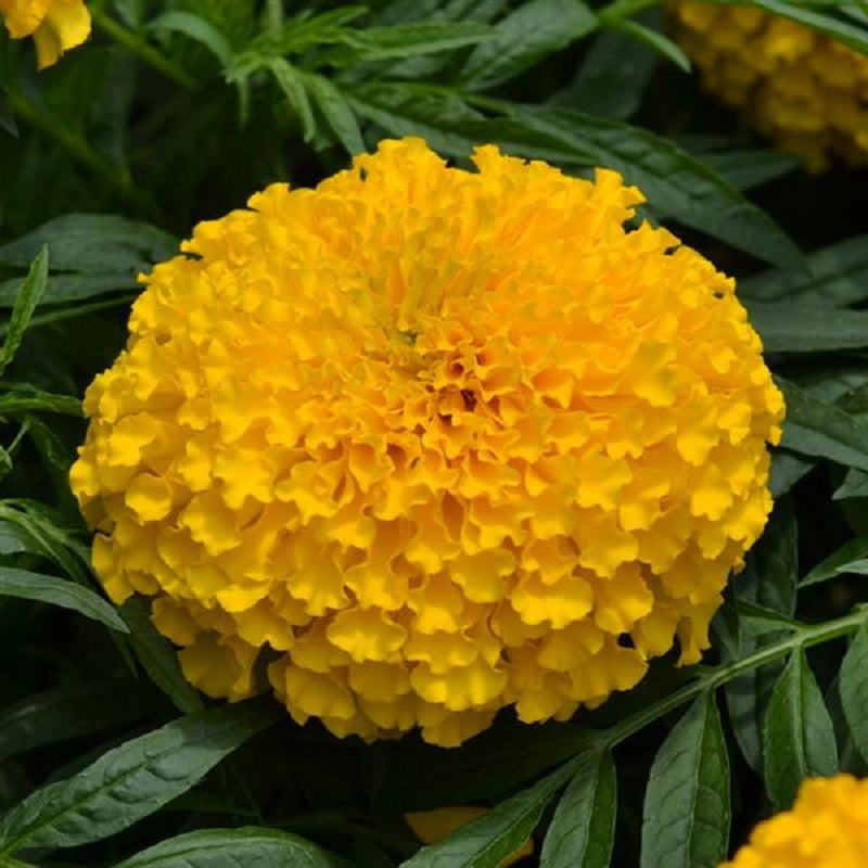 25 Marigold Seeds | Big Duck Gold