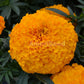 Giant Marigold Big Duck Orange 25 Marigold Seeds