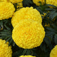 Large Marigold Big Duck Yellow 25 Marigold Seeds