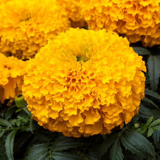 white swan marigold seeds Marigold Seeds 25 African Marigold White Swan Flower Seeds – trailingpetunia.com