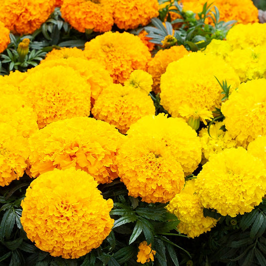 Marigold Seeds 25 Seeds Marigold Big Top Mix African Marigold
