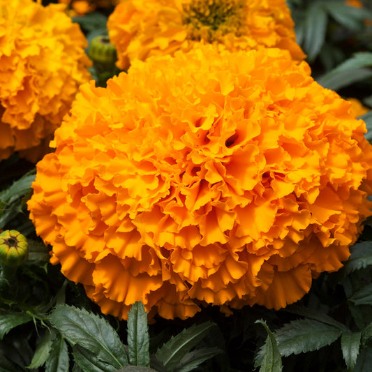 giant african marigold seeds Marigold Seeds | African Marigold