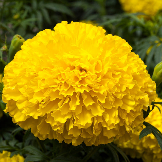 Marigold Seeds 25 Seeds Marigold Big Top Yellow African Marigold