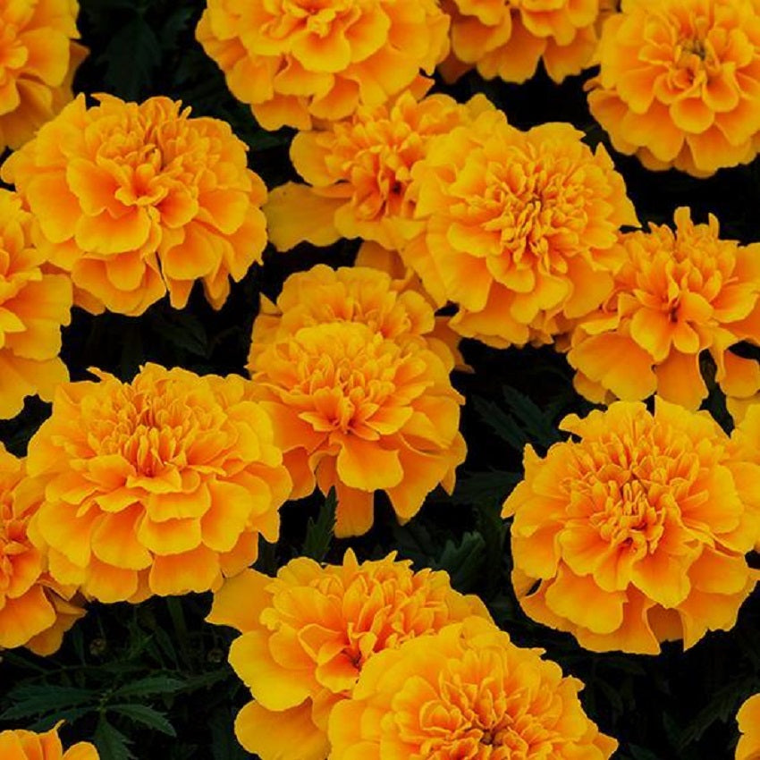 Marigold Seeds Marigold Chica Gold 50 Flower Seeds