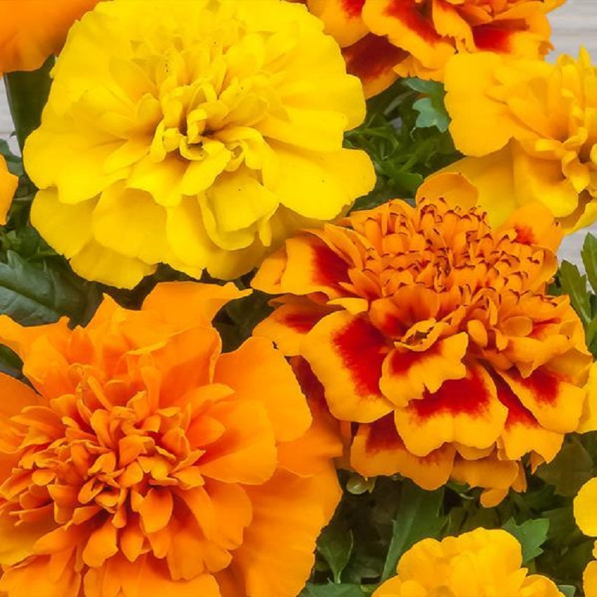 Marigold Riki Marigold Amazon at Lara Roberts blog