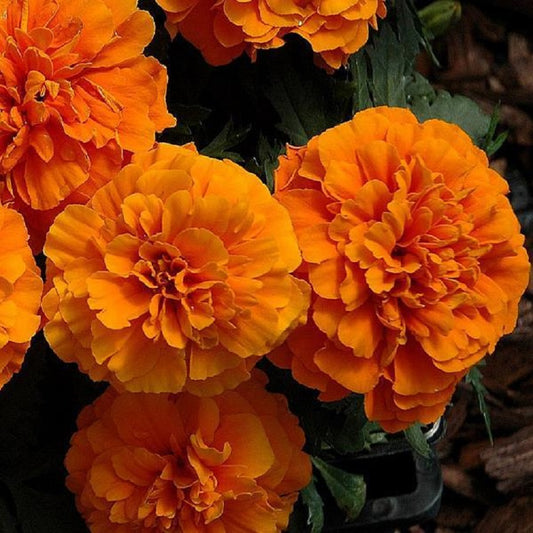 Marigold Seeds 50 Marigold Chica Orange Compact Marigold NEW
