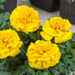 Marigold Seeds 50 Marigold Chica Yellow Compact Marigold NEW