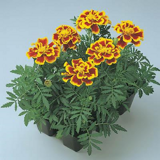 Marigold Seeds French Durango Bee 50 Seeds French Marigold