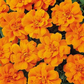 1,000 Bulk Marigold Seeds Marigold Durango Tangerine