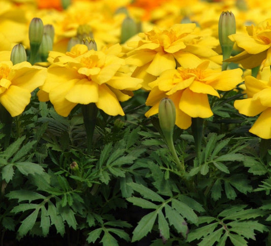 Marigold Seeds Marigold Durango Yellow 100 Bulk Seeds