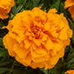 Marigold Seeds 25 Marigold Endurance Orange