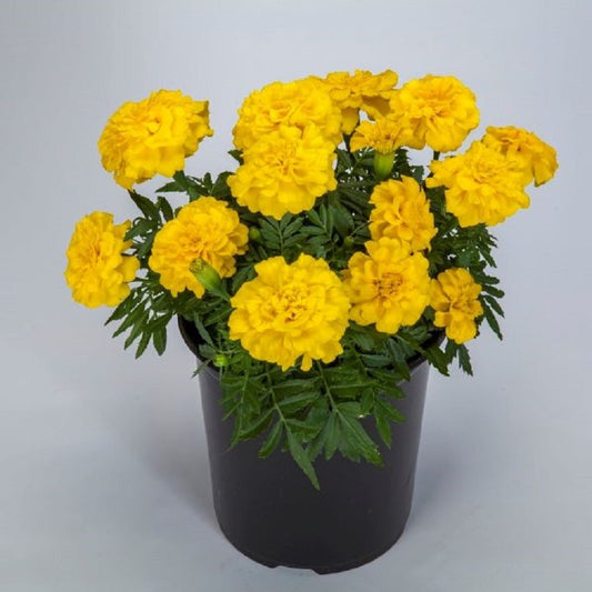 Marigold Seeds 25 Marigold Endurance Sunset Yellow