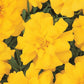 Marigold Seeds French Durango Yellow 50 Seeds French Marigold
