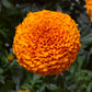 Marigold Seeds African Marigold Inca Deep Orange 25 Seeds