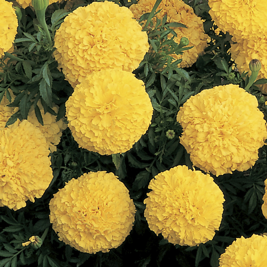 Marigold Seeds African Marigold Inca Yellow 25 Seeds