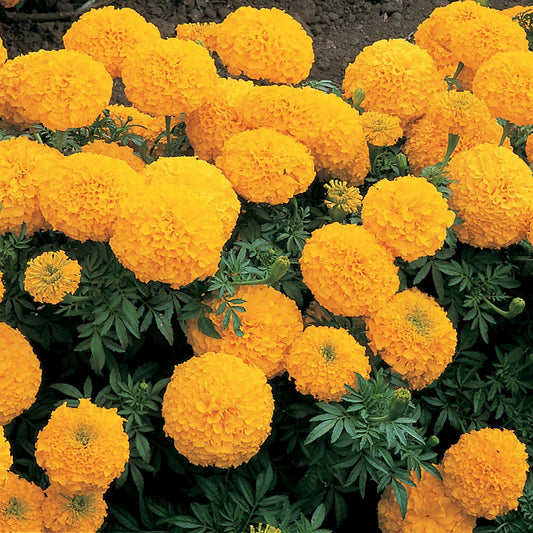 Marigold Seeds African Marigold Inca Gold 25 Seeds