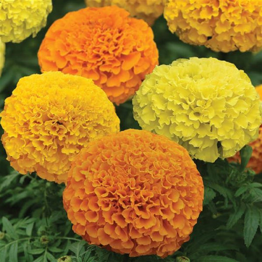 25 Marigold Seeds Marigold Marvel Mix African Marigold Seeds