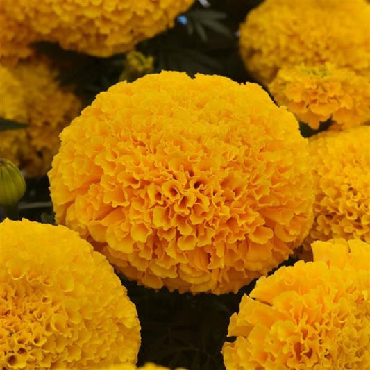25 Marigold Seeds Marigold Marvel Gold African Marigold Seeds