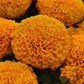 25 Marigold Seeds Marigold Marvel Orange African Marigold Seeds