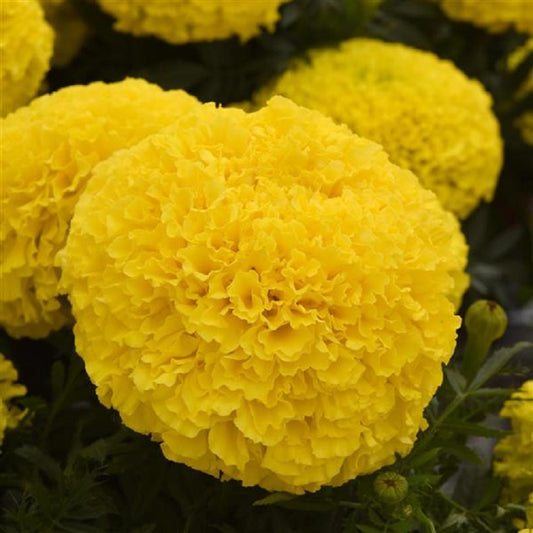 25 Marigold Seeds Marigold Marvel Yellow African Marigold Seeds